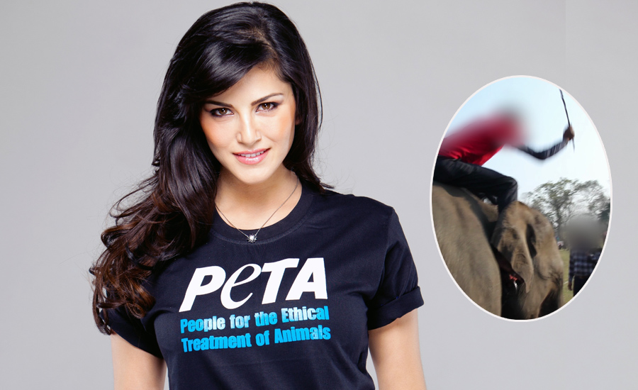 चितवनमा हुन् लागेको ‘हात्ती महोत्सव’ बारे सन्नी लियोनीले आपति जनाइन